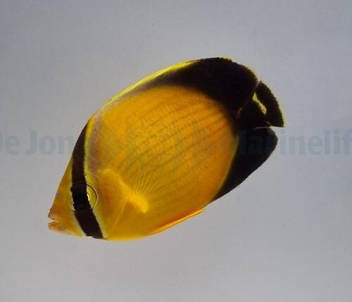 Alternative view of Chaetodon melapterus