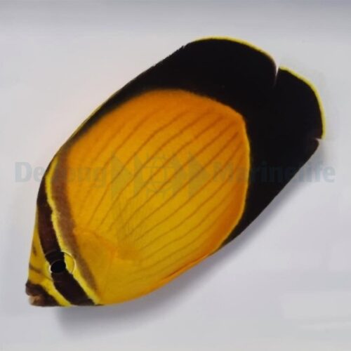 Chaetodon melapterus