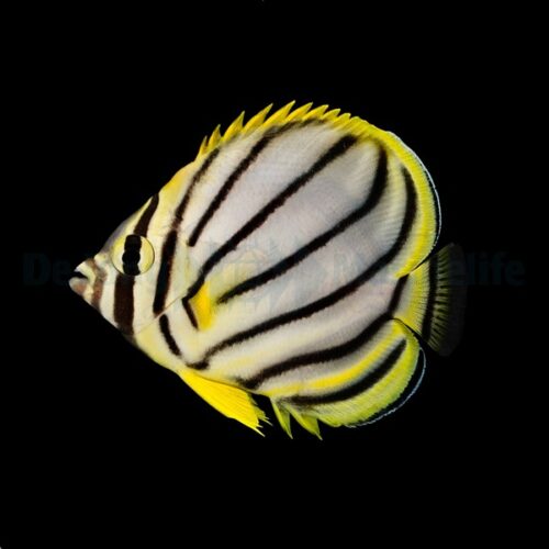 Alternative view of Chaetodon meyeri