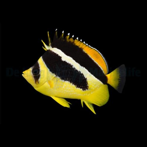 Chaetodon mitratus - Afbeelding 3