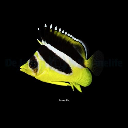 Alternative view of Chaetodon mitratus