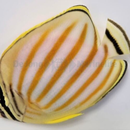 Alternative view of Chaetodon ornatissimus