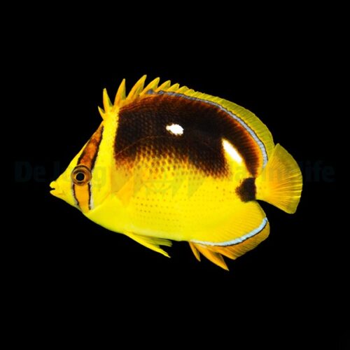 Chaetodon quadrimaculatus - Afbeelding 2