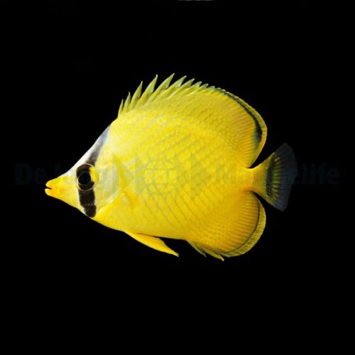 Chaetodon rafflesii - Afbeelding 2
