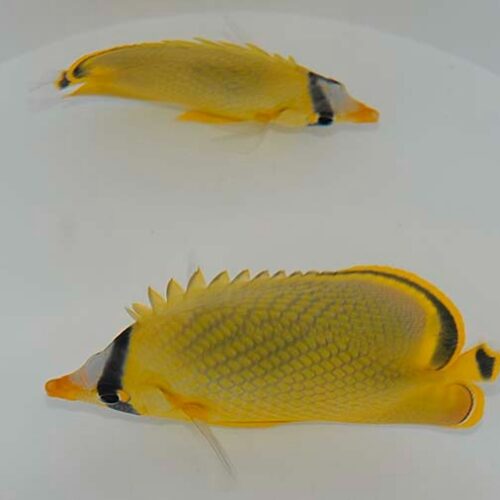 Chaetodon rafflesii - Afbeelding 3