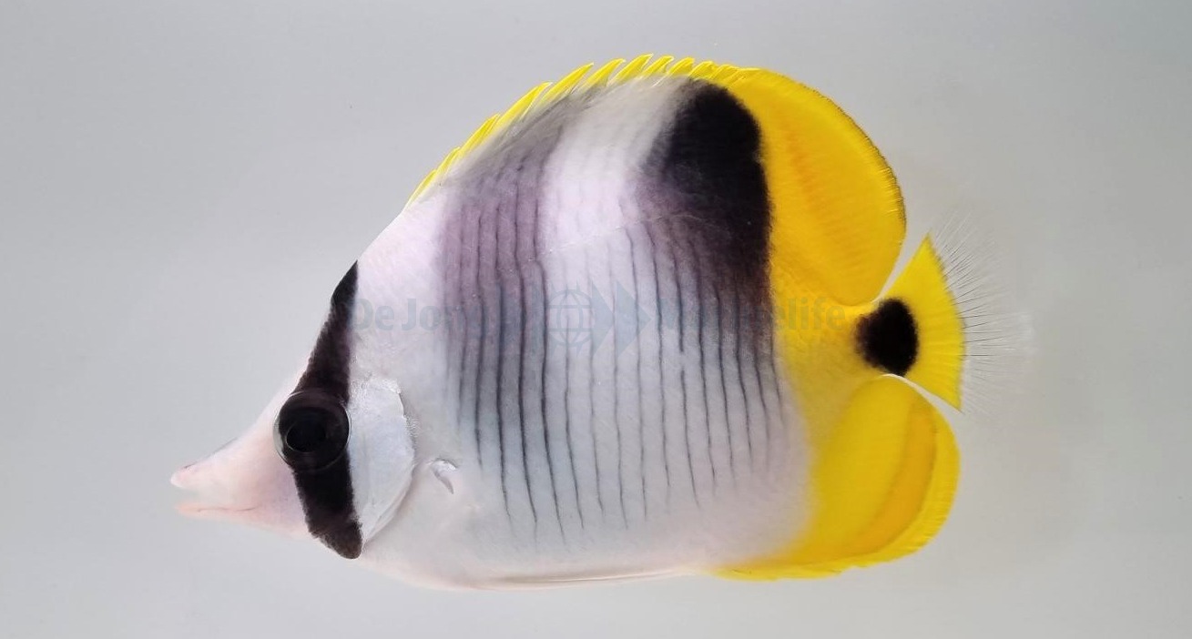 Picasso Aquarium