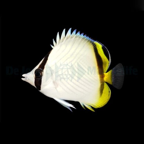Chaetodon vagabundus - Afbeelding 2