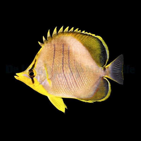 Picasso Aquarium