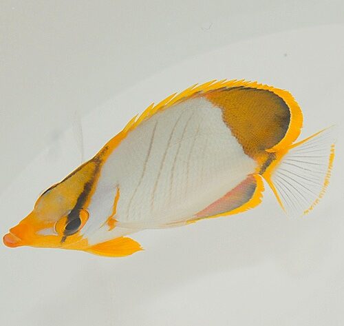 Chaetodon xanthocephalus - Afbeelding 4