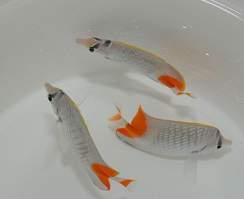 Chaetodon xanthurus - Afbeelding 4