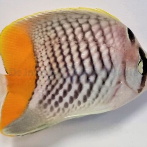 Chaetodon xanthurus - Afbeelding 3
