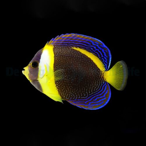 Chaetodontoplus duboulayi (female)