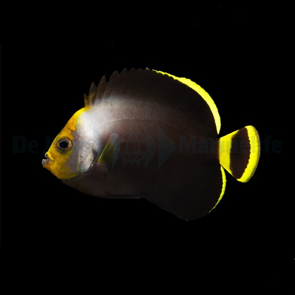Picasso Aquarium