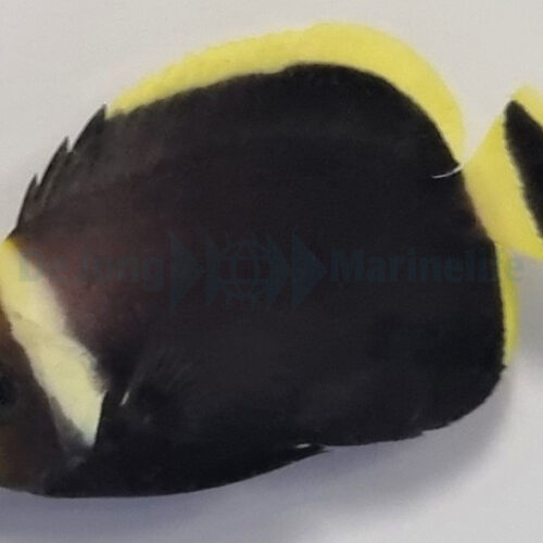 Chaetodontoplus melanosoma - Afbeelding 4