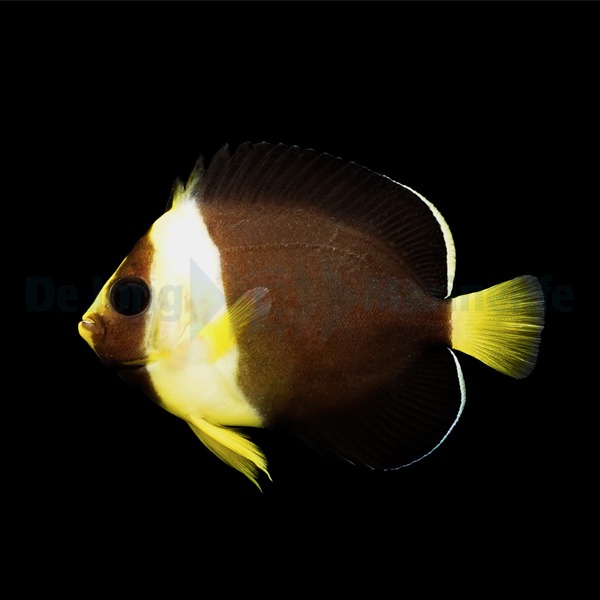 Picasso Aquarium