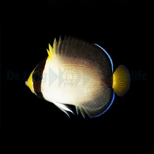 Alternative view of Chaetodontoplus mesoleucus