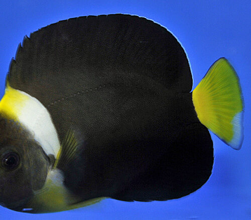 Chaetodontoplus personifer (female) - Afbeelding 4