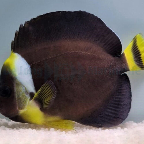 Alternative view of Chaetodontoplus personifer (female)