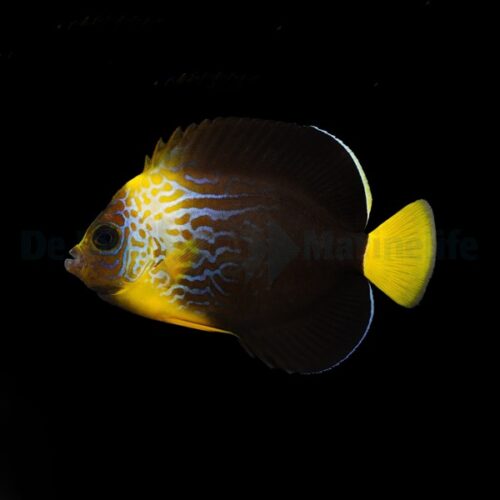 Alternative view of Chaetodontoplus cephalareticulatus x personifer - T.B.