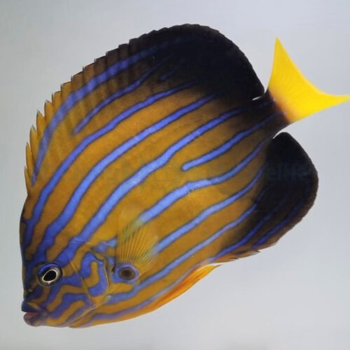 Alternative view of Chaetodontoplus septentrionalis