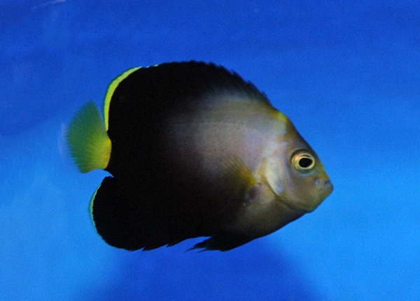 Picasso Aquarium