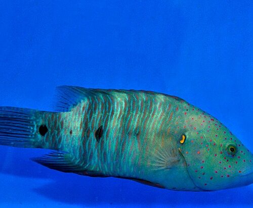 Cheilinus lunulatus - Afbeelding 4