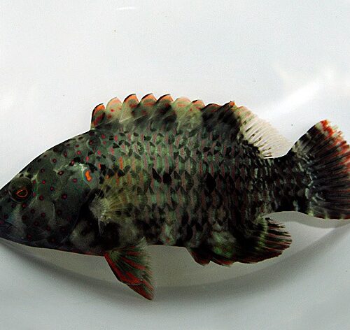Cheilinus lunulatus - Afbeelding 3