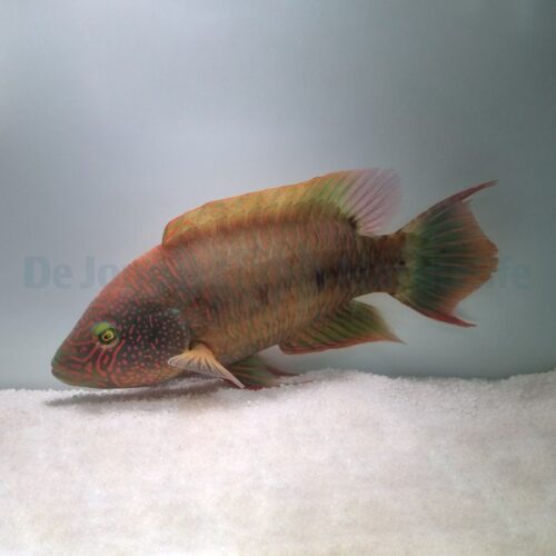 Cheilinus trilobatus - Afbeelding 4