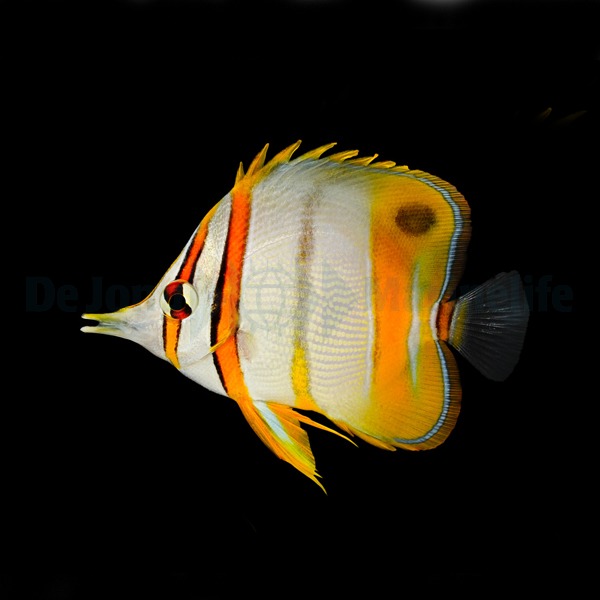 Picasso Aquarium