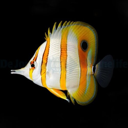 Alternative view of Chelmon rostratus