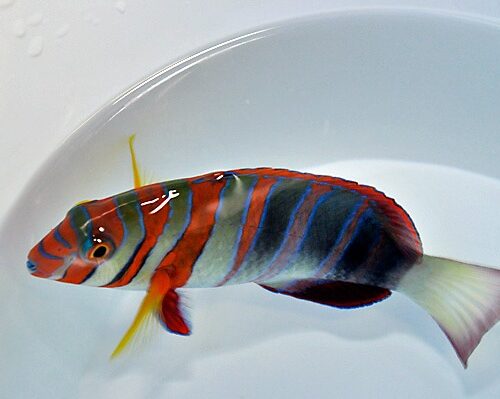Choerodon fasciatus (Australia) - Afbeelding 3