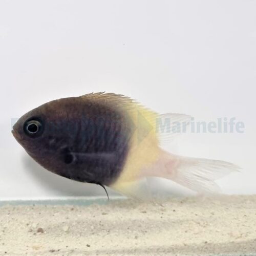Chromis dimidiata