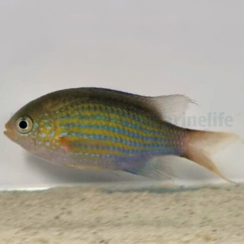 Alternative view of Chromis lineata
