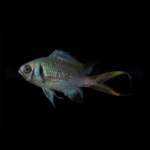 Alternative view of Chromis opercularis