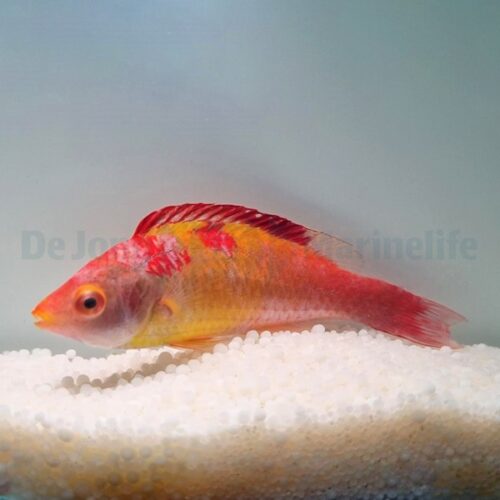 Alternative view of Cirrhilabrus adornatus