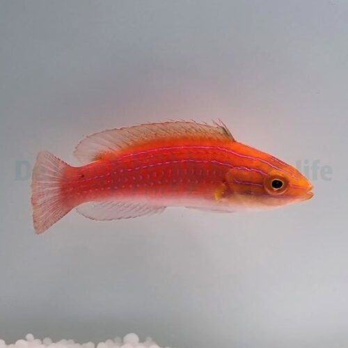 Alternative view of Cirrhilabrus africanus (female)