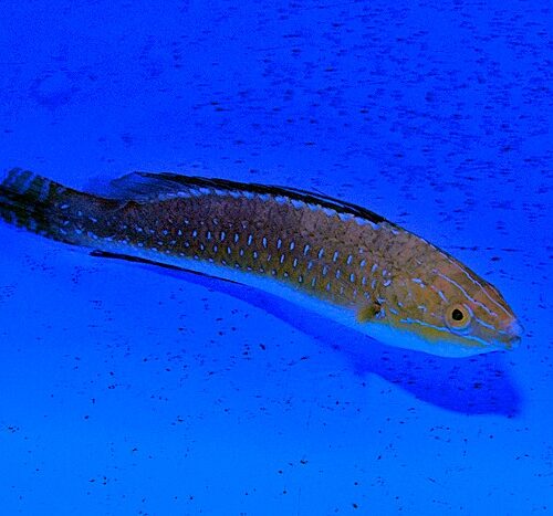 Alternative view of Cirrhilabrus africanus (male)