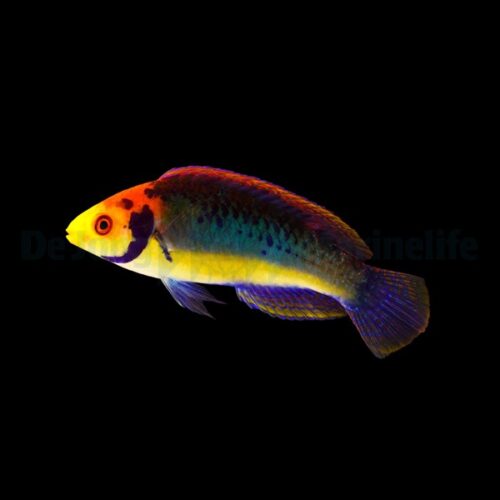 Alternative view of Cirrhilabrus aquamarinus