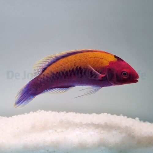 Alternative view of Cirrhilabrus aurantidorsalis