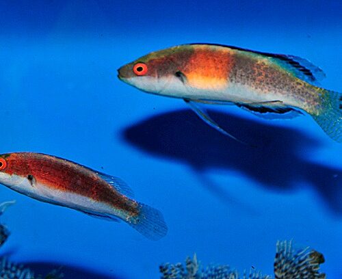Cirrhilabrus balteatus (Pair)