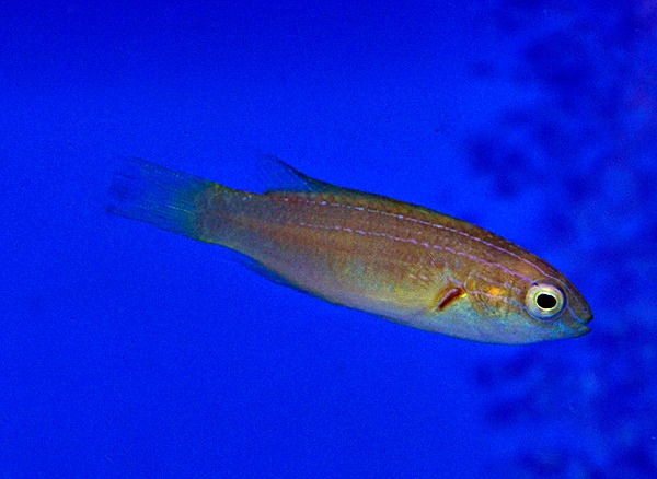 Cirrhilabrus brunneus (female)