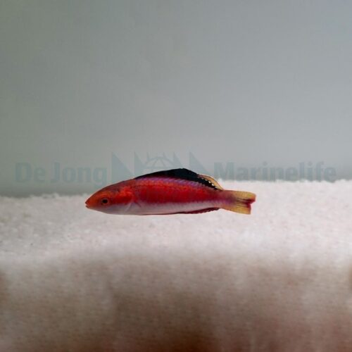 Cirrhilabrus condei (male)