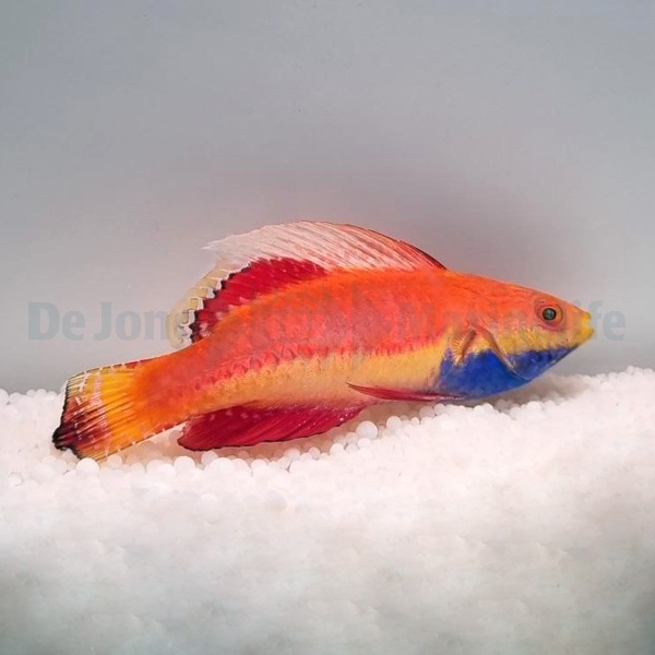 Picasso Aquarium