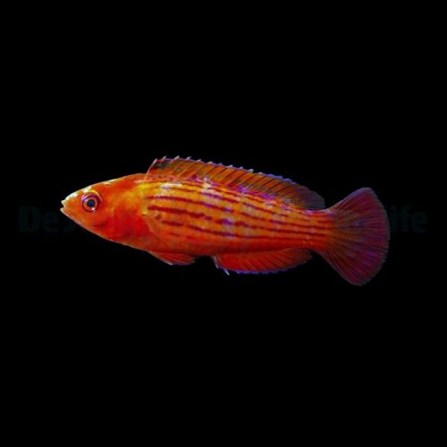 Cirrhilabrus earlei