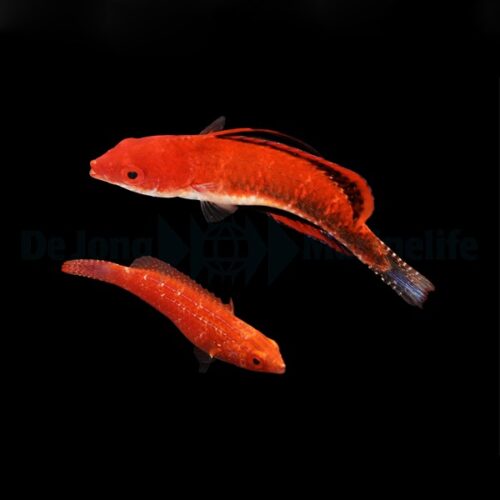 Alternative view of Cirrhilabrus joanallenae (Pair)