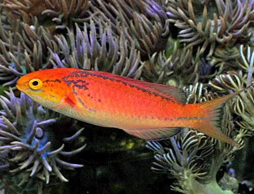 Cirrhilabrus johnsoni (male)