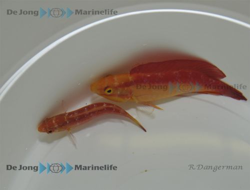 Cirrhilabrus jordani (male)
