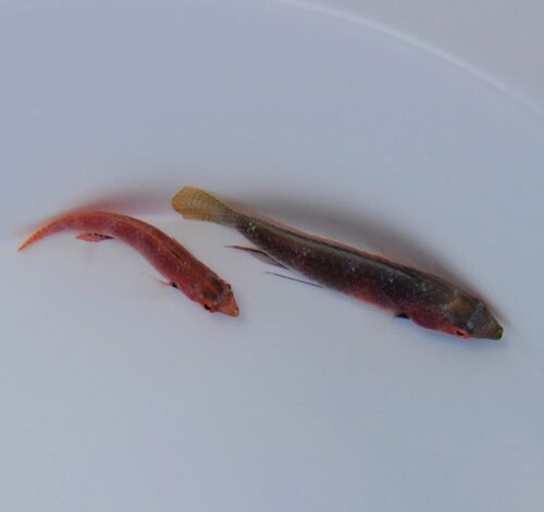 Cirrhilabrus katherinae (Pair)
