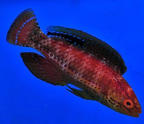 Alternative view of Cirrhilabrus katoi (male)