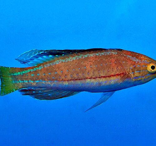 Cirrhilabrus katoi (male)